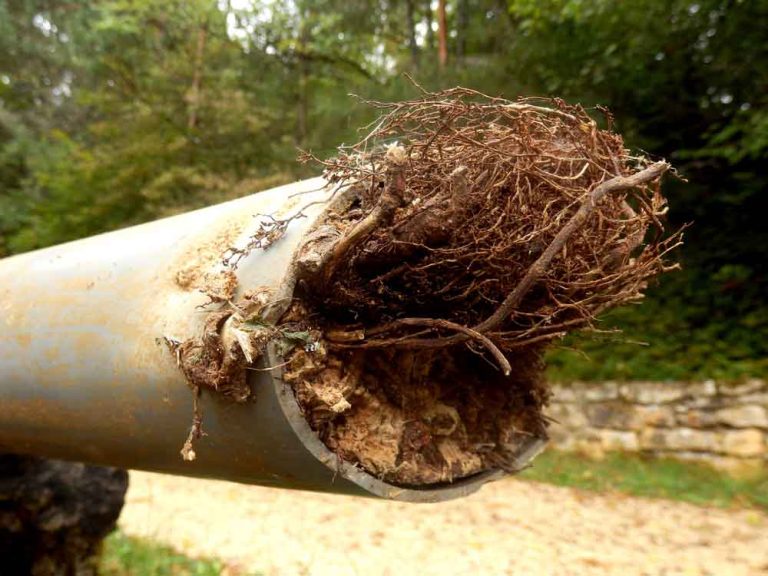 trenchless equipment / pipe with root