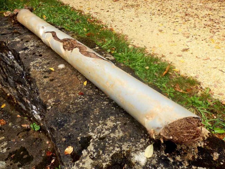sewer line damaged by tree roots